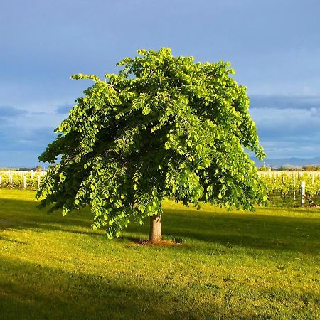 Marlborough Magic - Rapaura Holiday Home ブレナム エクステリア 写真